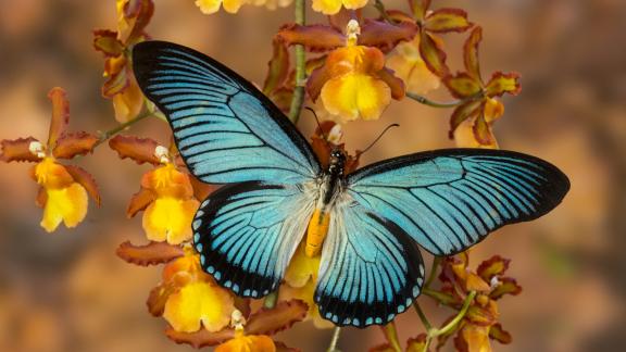 Butterfly watching: cos'è è perché fa tanto bene