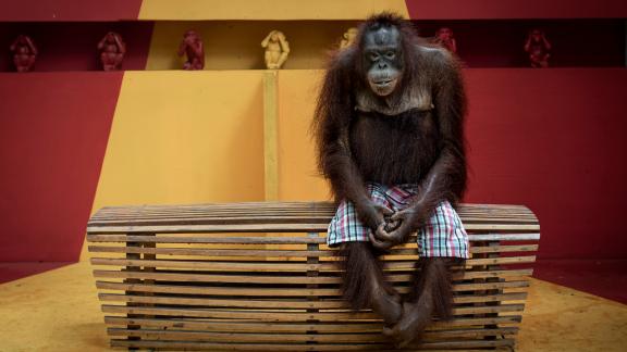 La foto toccante che ha vinto il Premio di Fotografia Ambientale 2024