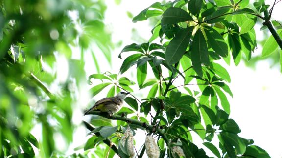 Musica e pianeta Terra: l'iniziativa che assegna i diritti d'autore per i suoni della natura