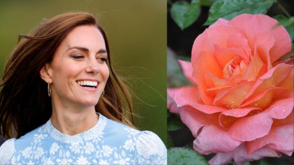 Kate Middleton: la bellissima rosa che le è stata dedicata