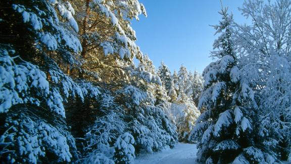 Come piantare o regalare un albero con un clic
