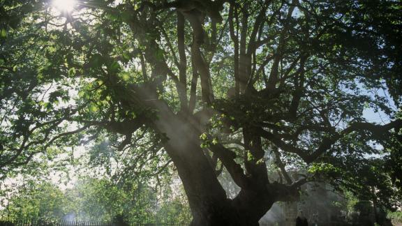 Albero europeo dell'Anno: ecco perché tifiamo per il platano di Curinga