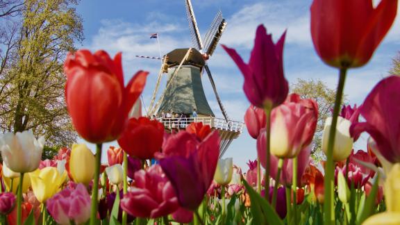 E ora i tulipani danno spettacolo: il video dall'Olanda