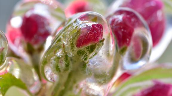 I fiori incastonati nel ghiaccio: torna la meravigliosa visione in Alto Adige