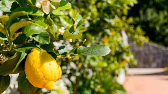 Profumo e bellezza insieme: il limone coltivato in tazza vi donerà serenità