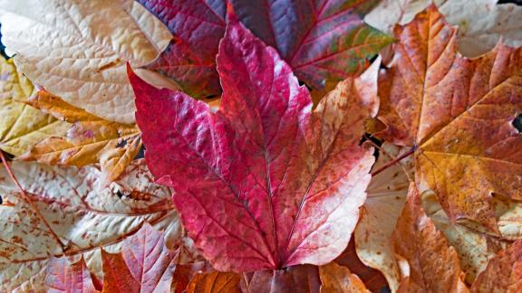 Equinozio d'autunno: ecco perché quest'anno è il 22 settembre