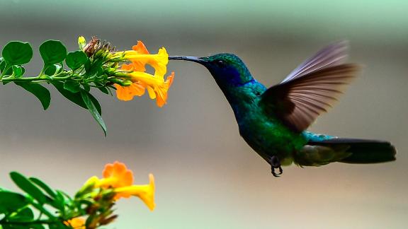 Il meraviglioso suono della natura e tutto il suo potere