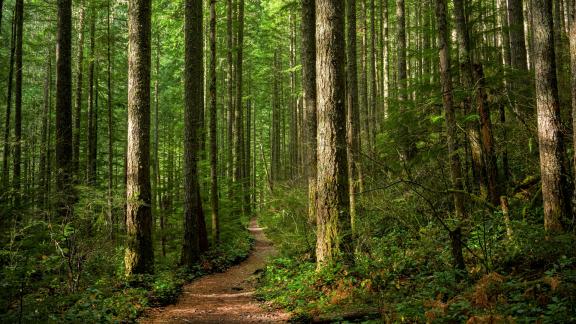 Il bosco sonoro è un toccasana contro lo stress digitale