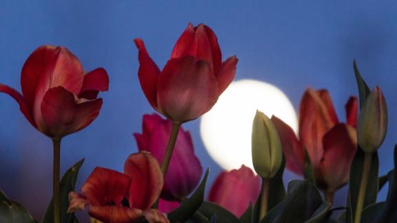 Magia in cielo: arriva la luna dei fiori