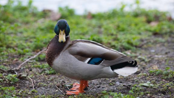 Sono questi gli animali più costosi di sempre