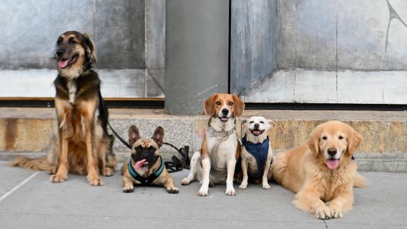 Visitare musei con il proprio cane: ora è possibile