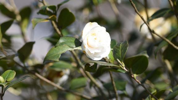Coco Chanel: viaggio tra le meravigliose camelie della sua fattoria dei fiori