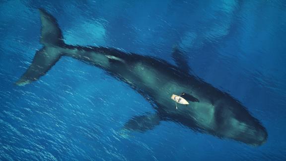 Giornata mondiale degli oceani: ecco 7 curiosità 
