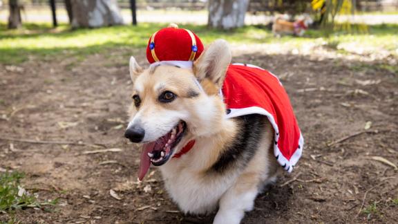 Corgi della Regina Elisabetta: tutti li vogliono. E il prezzo si fa stellare