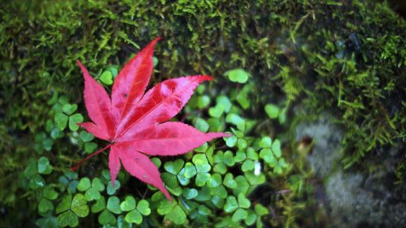 Le meravigliose opere d'arte create con le foglie cadute dagli alberi