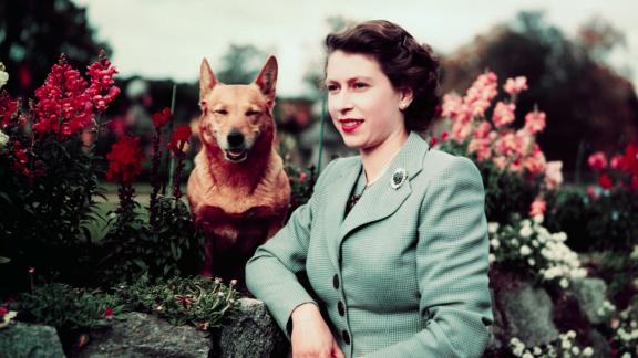 Regina Elisabetta: ecco che fine faranno i suoi corgi