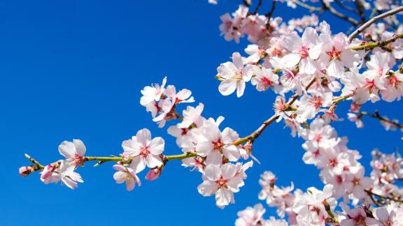Mandorli in fiore: la meravigliosa leggenda sulla loro origine