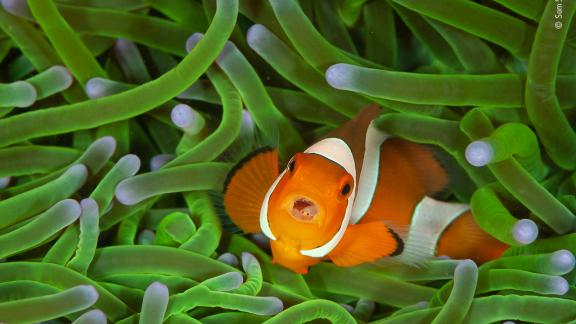 Wildlife Photographer of the Year: la 56esima edizione