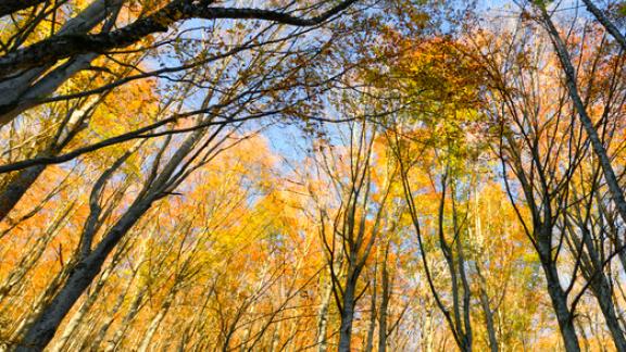 La leggenda siciliana dell’albero di castagne più antico e grande del mondo 