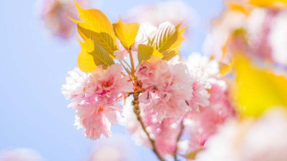 Equinozio di primavera 2020: perché è oggi?