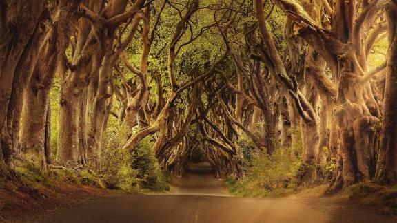 Tree Ticket: il biglietto del concerto si paga... in alberi!