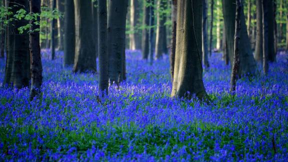La foresta violetta che rapisce occhi e cuore: tutta la bellezza di Hallerbos