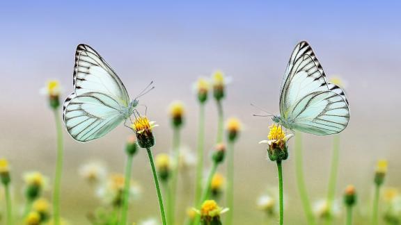 E se a salvarci fossero i climatariani? Quando il futuro passa dal piatto che è in tavola