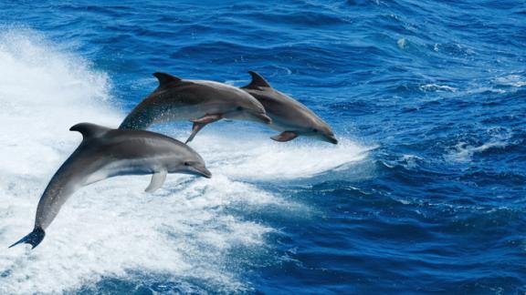 Parchi marini, l’idea smart per il turismo di prossimità