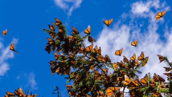 Farfalle, è boom: mille ali colorate si alzano in volo!