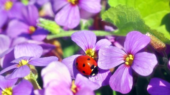 Coccinelle: una gioiosa invasione a pois rallegra  i giardini