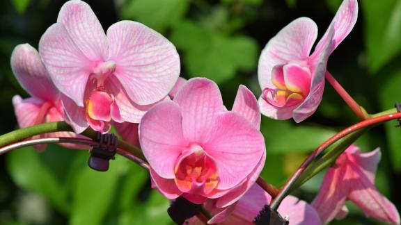 Anche voi siete killer di orchidee? 4 consigli per non esserlo mai più!