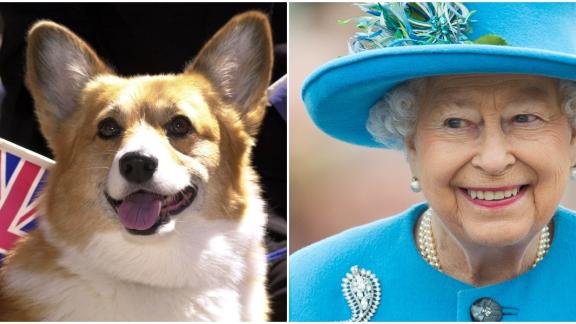Regina Elisabetta: 70 corgi per celebrare i suoi anni di regno