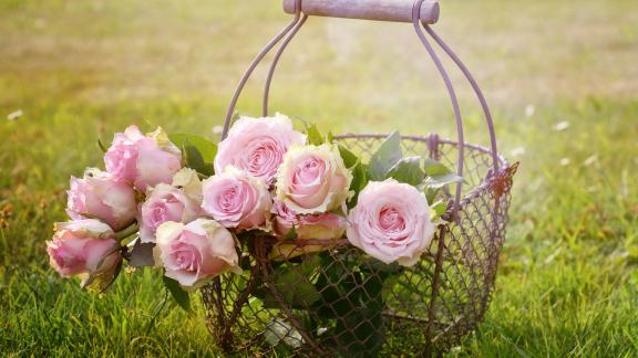 Difficoltà ad addormentarsi? La soluzione è annusare una rosa!