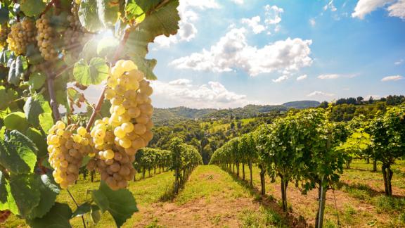 Alla scoperta dei vigneti italiani insoliti (elogiati anche da Forbes)