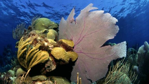 La conferenza sull'impatto dell'acidificazione degli Oceani