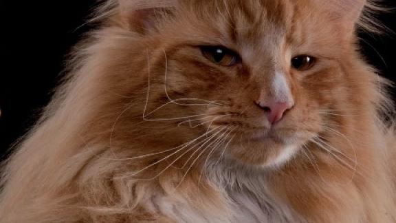 Mostra Felina Maxima