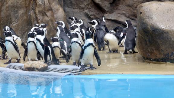 Svegliarsi con il buongiorno di un pinguino: in Belgio c'è un resort all'interno di uno zoo