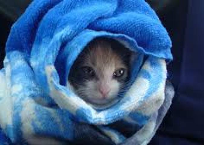 NICO TAVIAN Veterinario e Responsabile pronto soccorso veterinario di Lainate, cosa può essere successo ad un gatto che si è sentito male dopo il bagno? 