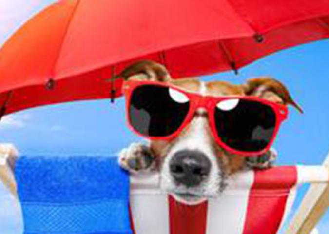 NICO TAVIAN Veterinario e Responsabile pronto soccorso veterinario di Lainate, si può portare un volpino in spiaggia? 