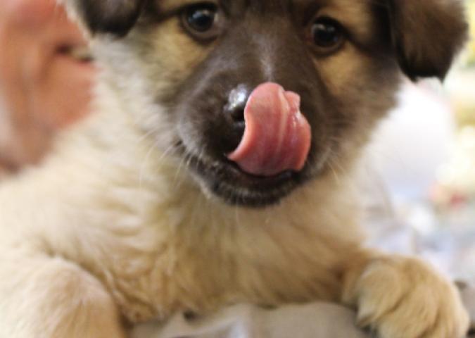 ANDREA GALUPPINI: Quest'estate adotta un cane con Adaptil