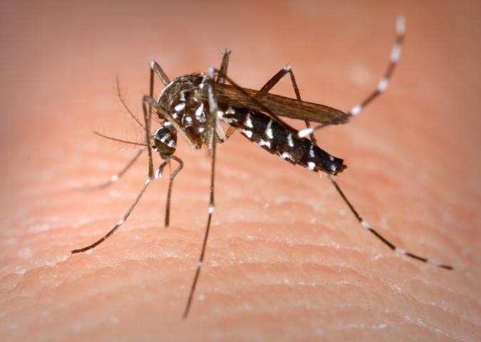 PAOLO RADEGHIERI Entomologo: Sfatiamo alcune leggende