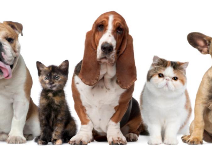 NICO TAVIAN Veterinario e Responsabile pronto soccorso veterinario di Lainate, cosa fare quando si parte in vacanza con nostri amici animali 