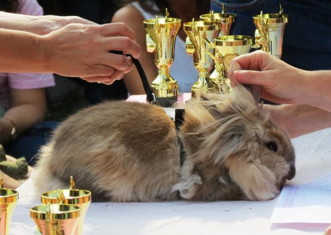 LAURA BRUNELLO Associazione Animali Esotici Onlus, consigli lapini per l'estate