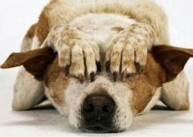 NICO TAVIAN Veterinario, i botti di Capodanno e l'impatto sugli animali
