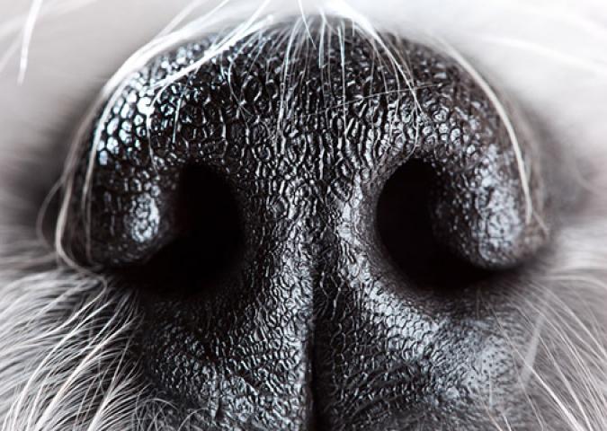 NICO TAVIAN Veterinario, il naso secco del cane è un sintomo di una malattia?