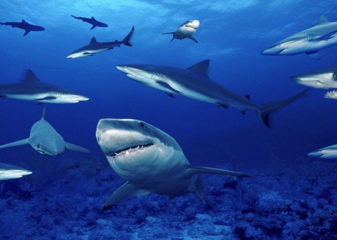 LAURA CASTELLANO Biologa dell’acquario di Genova, gli squali