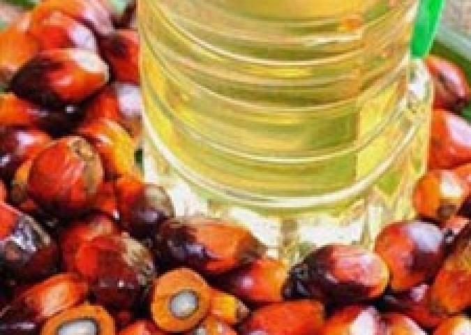 DOTT.SSA DIANA SCATOZZA Specialista in Scienza dell’alimentazione ed Esperta di Starbene, perché si parla favorevolmente dell’olio di palma in questi ultimi tempi?