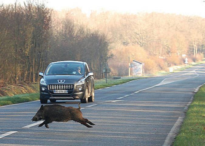 PAOLO CICCARONE, codice della strada: in caso di investimento di un animale esiste un sanzione per omissione di soccorso