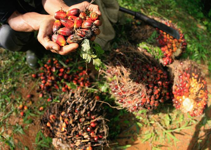 DOTT.SSA DEBORA RASIO risponde alle domande degli ascoltatori sull’olio di Palma