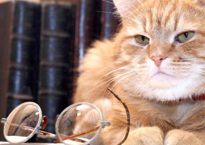 NICO TAVIAN Veterinario, la demenza senile del gatto